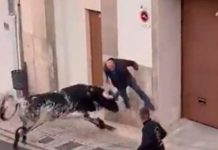 ¡Aterrador video! Abuelito de 82 años es corneado por un toro en España ¡Aterrador video! Abuelito de 82 años es corneado por un toro en España