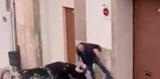 ¡Aterrador video! Abuelito de 82 años es corneado por un toro en España