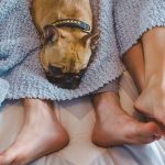 ¿Está bien tener sexo frente al «michi» o el «peludito»? Esto dice la ciencia Foto: Mascota presente durante el sexo, ¿es bueno o malo? / GETTY