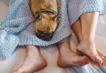 ¿Está bien tener sexo frente al «michi» o el «peludito»? Esto dice la ciencia Foto: Mascota presente durante el sexo, ¿es bueno o malo? / GETTY