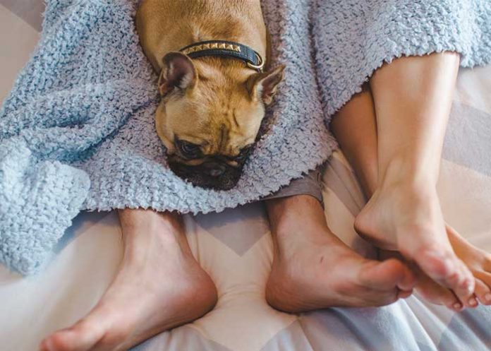 Foto: Mascota presente durante el sexo, ¿es bueno o malo? / GETTY