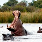 Hipopótamo atacó a un niño y se lo tragó ¡milagrosamente lo escupió vivo!