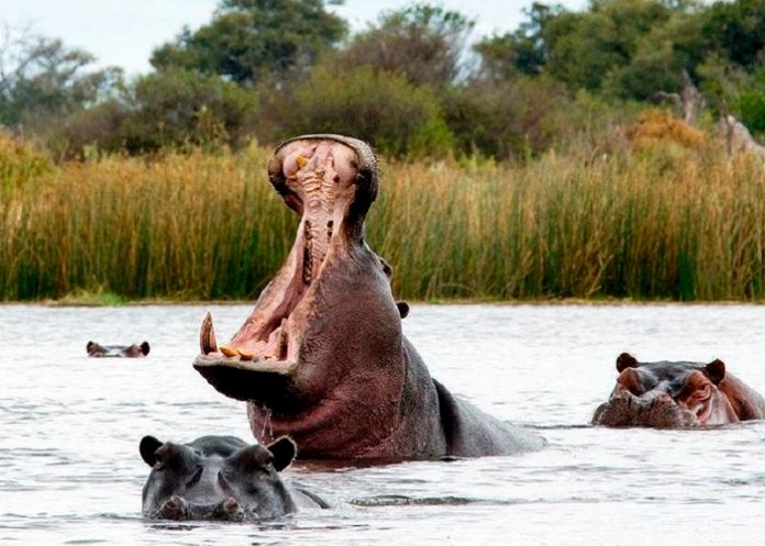 Hipopótamo atacó a un niño y se lo tragó ¡milagrosamente lo escupió vivo!