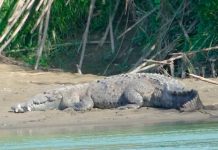 ¡Desgarrador! En Malasia un cocodrilo devora vivo a un niño frente a su padre