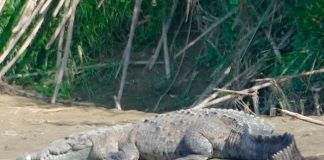 ¡Desgarrador! En Malasia un cocodrilo devora vivo a un niño frente a su padre