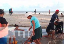 Vientos del Norte favorecen la pesca de camarones en Bilwi este fin de año Camarones Jumbo comercializados en mercados de Bilwi