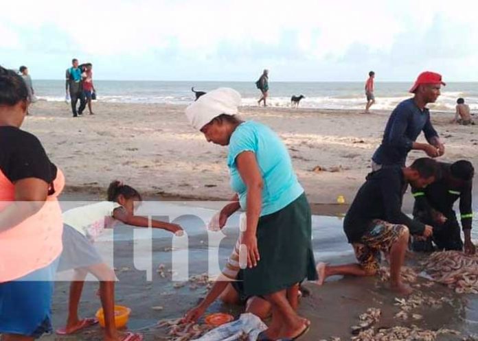 nota1 Camarones Jumbo comercializados en mercados de Bilwi