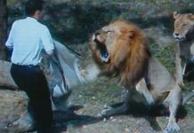 ¡De locos! Pastor entra a jaula de leones para “convertirlos al cristianismo” Pastor entra a jaula de leones para “convertirlos al cristianismo”