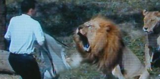 Pastor entra a jaula de leones para “convertirlos al cristianismo”