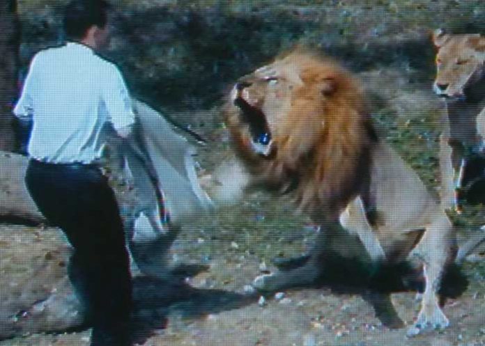 Pastor entra a jaula de leones para “convertirlos al cristianismo”