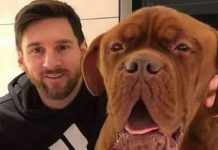 «¡El perro de Messi»: Hinchas argentinos re-locos en su celebración (VIDEO) Foto: Hulk, el perro de Lionel Messi / Cortesía