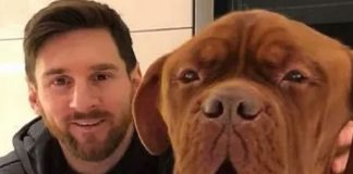 Foto: Hulk, el perro de Lionel Messi / Cortesía