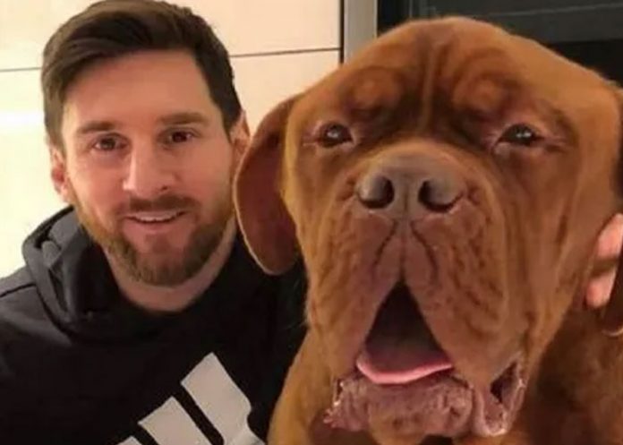 Foto: Hulk, el perro de Lionel Messi / Cortesía