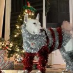 Viral: Llegó la navidad y «firulais» lo sabe y vos ¿Ya tenés tu atuendo? Perrito con atuendo navideño la rompe en redes sociales