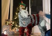 Viral: Llegó la navidad y «firulais» lo sabe y vos ¿Ya tenés tu atuendo? Perrito con atuendo navideño la rompe en redes sociales