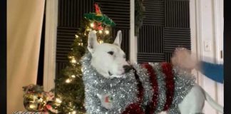 Perrito con atuendo navideño la rompe en redes sociales