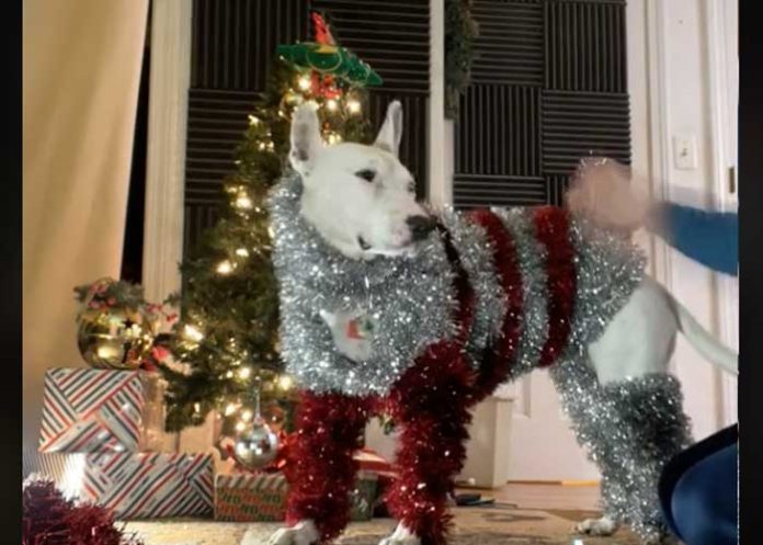 Perrito con atuendo navideño la rompe en redes sociales