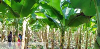 Foto: Variedades de plátano con el INTA en Managua / TN8