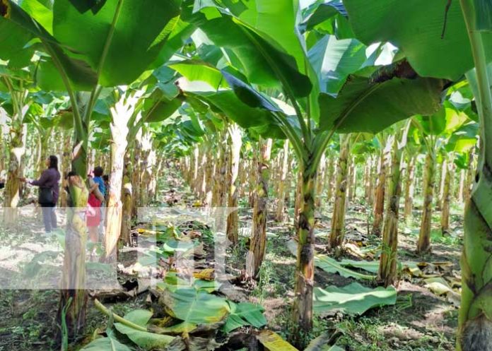 Foto: Variedades de plátano con el INTA en Managua / TN8