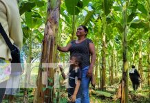 Foto: Variedades de plátano con el INTA en Managua / TN8