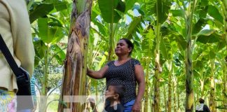 Foto: Variedades de plátano con el INTA en Managua / TN8