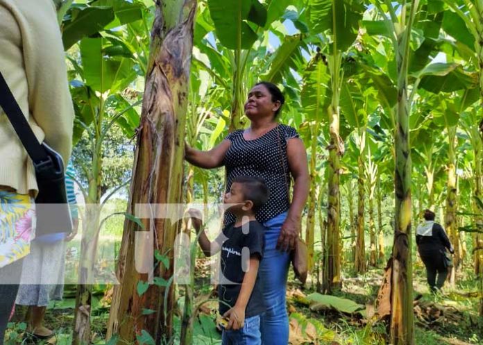 Foto: Variedades de plátano con el INTA en Managua / TN8