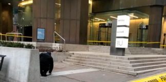 ¡Atroz ataque! Ocho niñas apuñalaron a sangre fría un indigente en Toronto