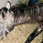 Captan a hombre dándole brutal golpiza a "cholenco" moribundo en México