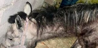Captan a hombre dándole brutal golpiza a "cholenco" moribundo en México