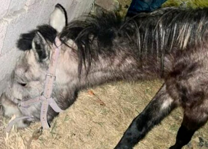 Captan a hombre dándole brutal golpiza a 