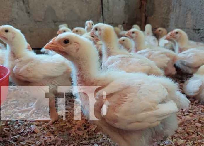 Capitalizan a familias emprendedoras del municipio de San Lucas en Madriz