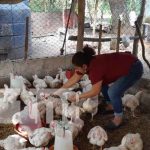 Dinamizan su economía con crianza y comercialización de pollos en Diriomo Dinamizan su economía con crianza y comercialización de pollos en Diriomo