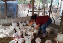 Dinamizan su economía con crianza y comercialización de pollos en Diriomo Dinamizan su economía con crianza y comercialización de pollos en Diriomo