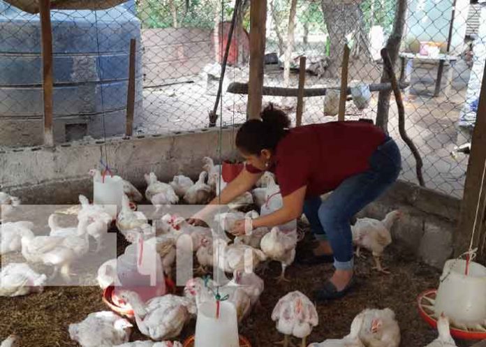 Dinamizan su economía con crianza y comercialización de pollos en Diriomo