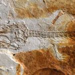 Este fue el primer reptil que vivió con los dinosaurios Este fue el primer reptil que vivió con los dinosaurios