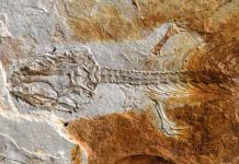 Este fue el primer reptil que vivió con los dinosaurios Este fue el primer reptil que vivió con los dinosaurios