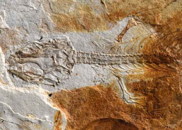 Este fue el primer reptil que vivió con los dinosaurios