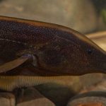 Científicos descubren 35 nuevas especies de peces