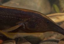 Científicos descubren 35 nuevas especies de peces Científicos descubren 35 nuevas especies de peces