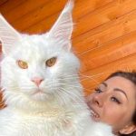 ¡OMG! Kéfir, el gato doméstico “más grande del mundo” ¡OMG! Kéfir, el gato doméstico “más grande del mundo”