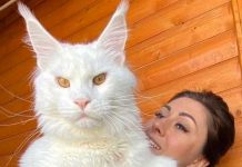 ¡OMG! Kéfir, el gato doméstico “más grande del mundo” ¡OMG! Kéfir, el gato doméstico “más grande del mundo”