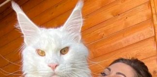 ¡OMG! Kéfir, el gato doméstico “más grande del mundo”
