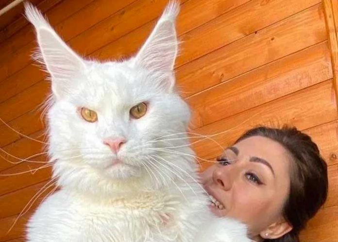 ¡OMG! Kéfir, el gato doméstico “más grande del mundo”