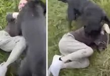 ¡VIDEO! Padre se hizo pasar por su hija de 12 y capturó a un pedófilo ¡VIDEO! Padre se hizo pasar por su hija de 12 y capturó a un pedófilo