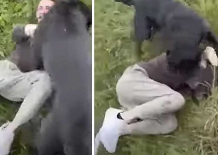 ¡VIDEO! Padre se hizo pasar por su hija de 12 y capturó a un pedófilo