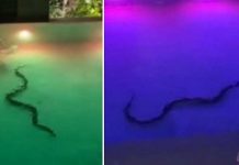 Avistan enorme serpiente en piscina de un Hotel (VIDEO) Avistan enorme serpiente en piscina de un Hotel (VIDEO)
