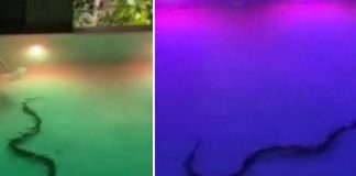 Avistan enorme serpiente en piscina de un Hotel (VIDEO)