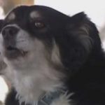 Perro hereda 5 millones de dólares y no saben cómo gastarlos Perro hereda 5 millones de dólares y no saben cómo gastarlos