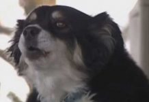 Perro hereda 5 millones de dólares y no saben cómo gastarlos Perro hereda 5 millones de dólares y no saben cómo gastarlos