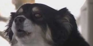 Perro hereda 5 millones de dólares y no saben cómo gastarlos